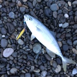 七里御浜でタイ!?