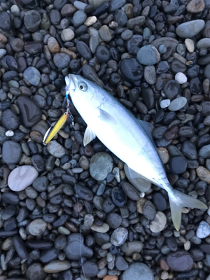 七里御浜でタイ!?