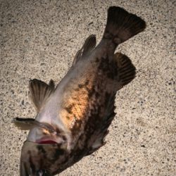 久々のいい天気なのに釣れるのは、、、