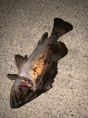 久々のいい天気なのに釣れるのは、、、