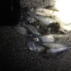 餌巻エギ最強説2