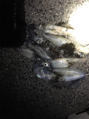 餌巻エギ最強説2