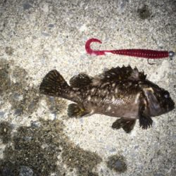 パターン入りました！