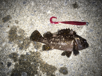 パターン入りました！