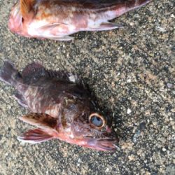 底狙いのエビ撒き