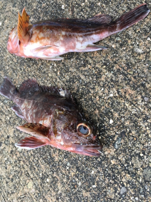 底狙いのエビ撒き