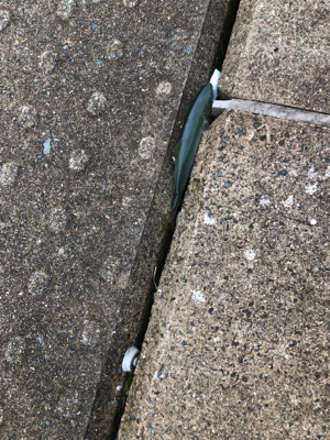 チャンスはつかめずツバスは大漁