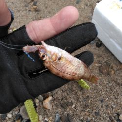 遠投したものの不発