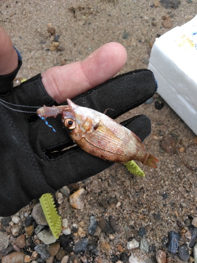 遠投したものの不発