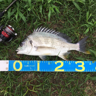 淀川ブリームゲーム 雨上がりの高活性