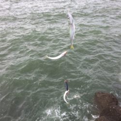 雨の中でもツバス