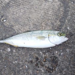 もうちょいでハマチ