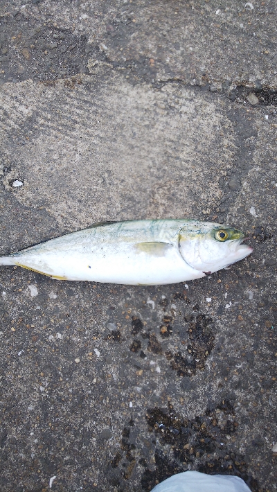 もうちょいでハマチ