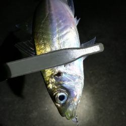 ナイトアジング