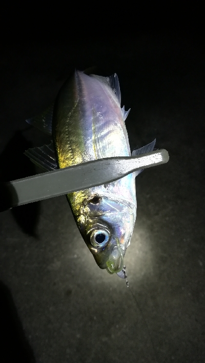 ナイトアジング