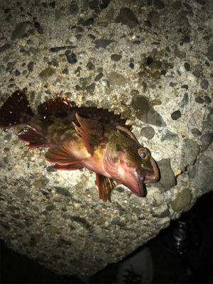 タコ釣れないので夜釣りに