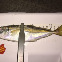 アジングでキビレ