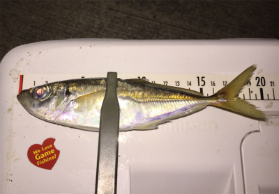 アジングでキビレ