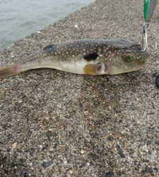 ダイソールアーでマゴチ2本！