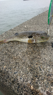 ダイソールアーでマゴチ2本！