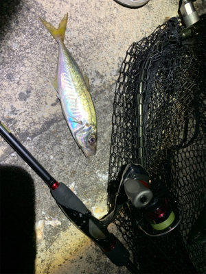 秋田港アジング