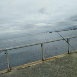 もれなくツバス