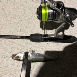 アジング アジング 楽しいな