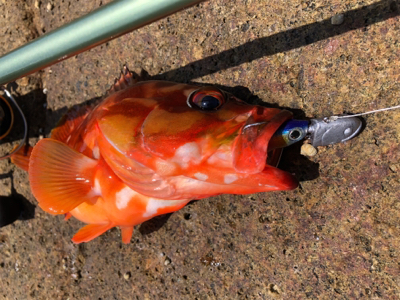 マルヒサ渡船爆釣ハタゲーム