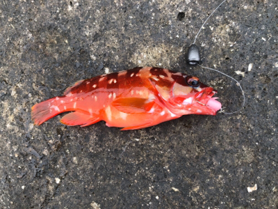 上物とちょっとロックinマルヒサ渡船