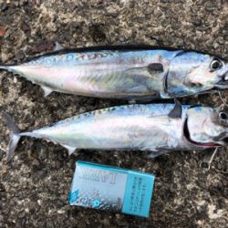 ジグサビキがハマった