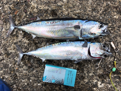 ジグサビキがハマった