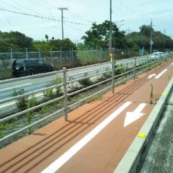 次はサヨリです!