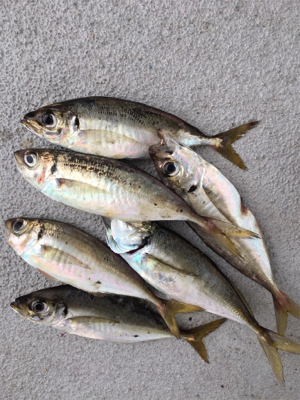 今日はアジの活性高いです