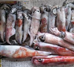 網野沖イカメタル釣行