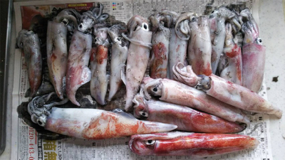 網野沖イカメタル釣行