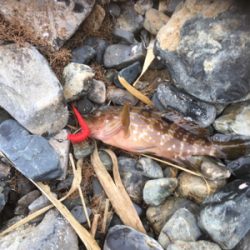 親父たちの釣行 ホームグランド編