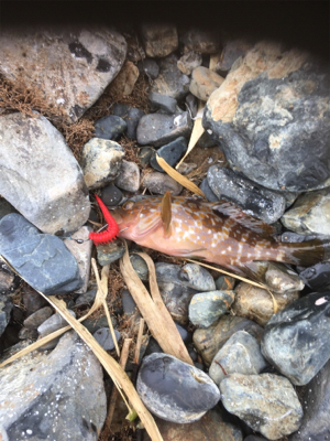 親父たちの釣行 ホームグランド編