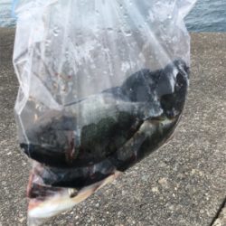 サビキ、フカセ