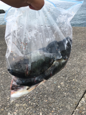 サビキ、フカセ