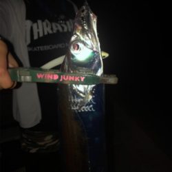 タチウオ求めて