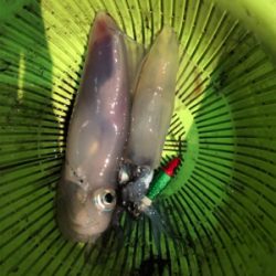 和歌山イカメタル