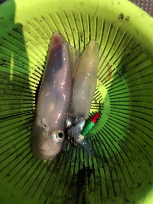 和歌山イカメタル