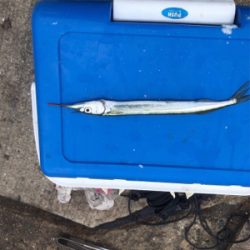 サビキ、サヨリ、泳がせ