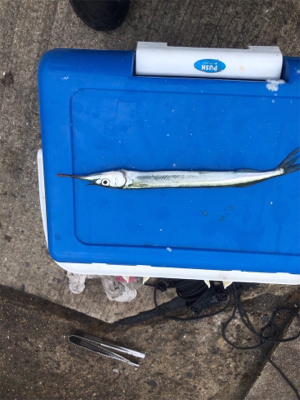 サビキ、サヨリ、泳がせ