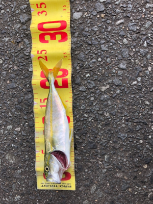 ひさびさに釣り