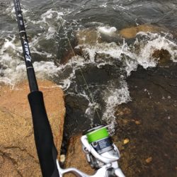 キス釣り大会でシタビラメ‼︎