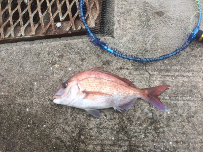 濁流でもカゴでマダイ