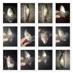 貝塚ライトゲーム