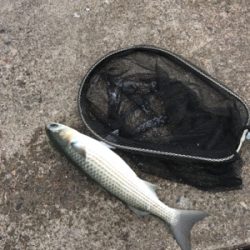 久々団子釣りボラの呪いからタコ