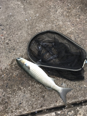 久々団子釣りボラの呪いからタコ